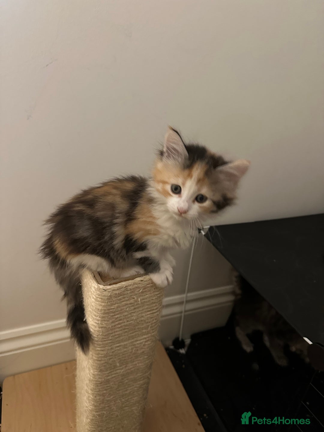Maine Coon cats for sale: 6x Maine Coon kittens for sale - Advert 11
