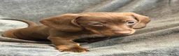 Miniature Dachshund dogs for sale: Long haired Miniature dachshund  - Advert 15