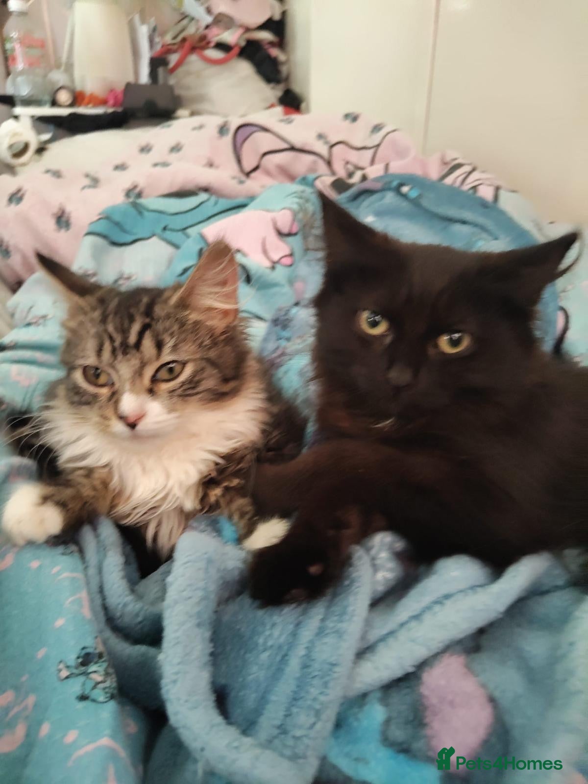 Mixed Breed cats ❤️🐱 RAVEN & ❤️🐱 PENNY – TWO BEST FRIENDS - Advert 2