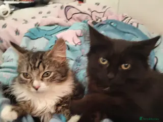 Mixed Breed cats ❤️🐱 RAVEN & ❤️🐱 PENNY – TWO BEST FRIENDS - Advert 3