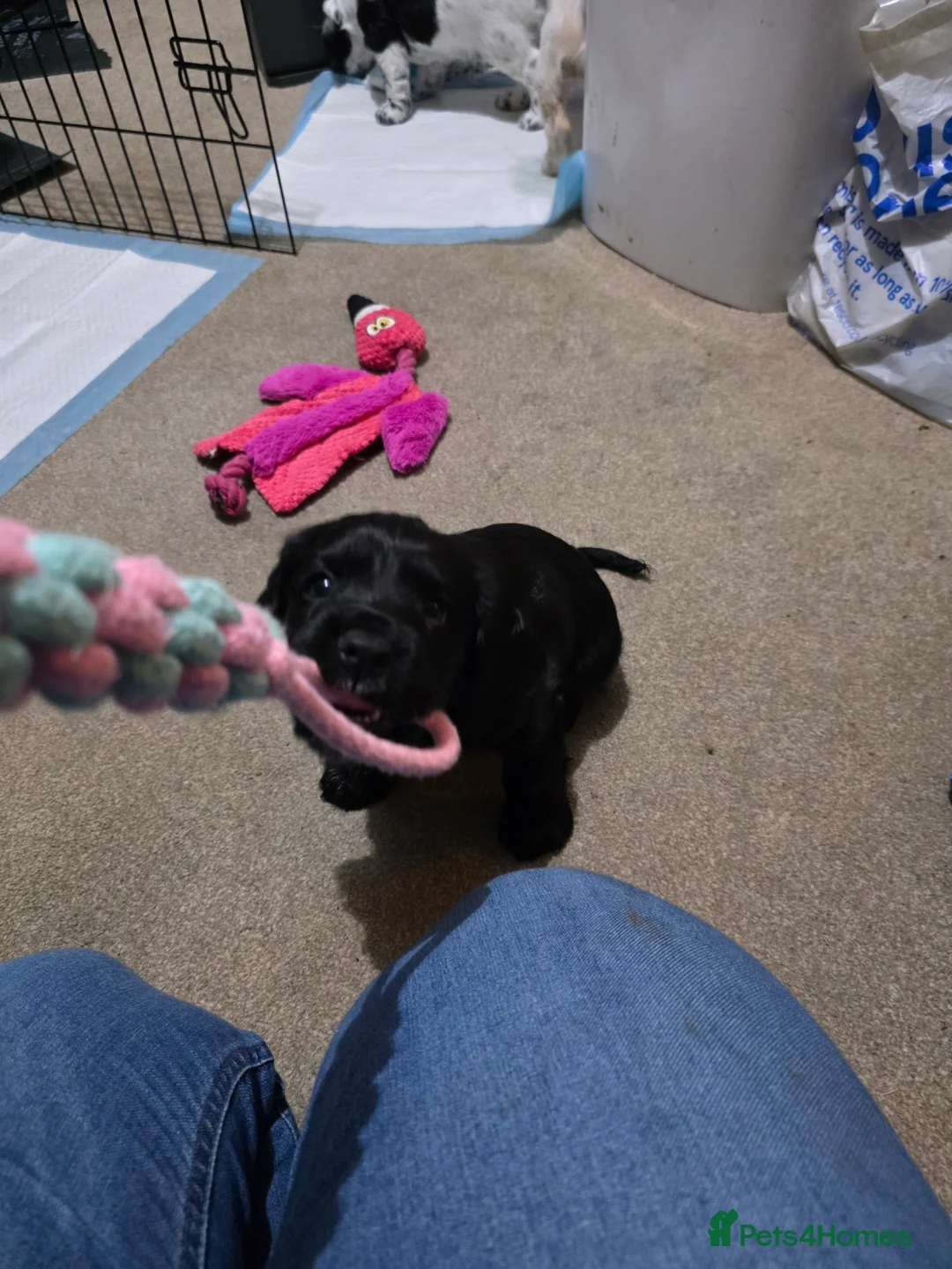 Cocker Spaniel dogs for sale: Cocker Spaniel Puppies (available for veiwing) - Advert 8