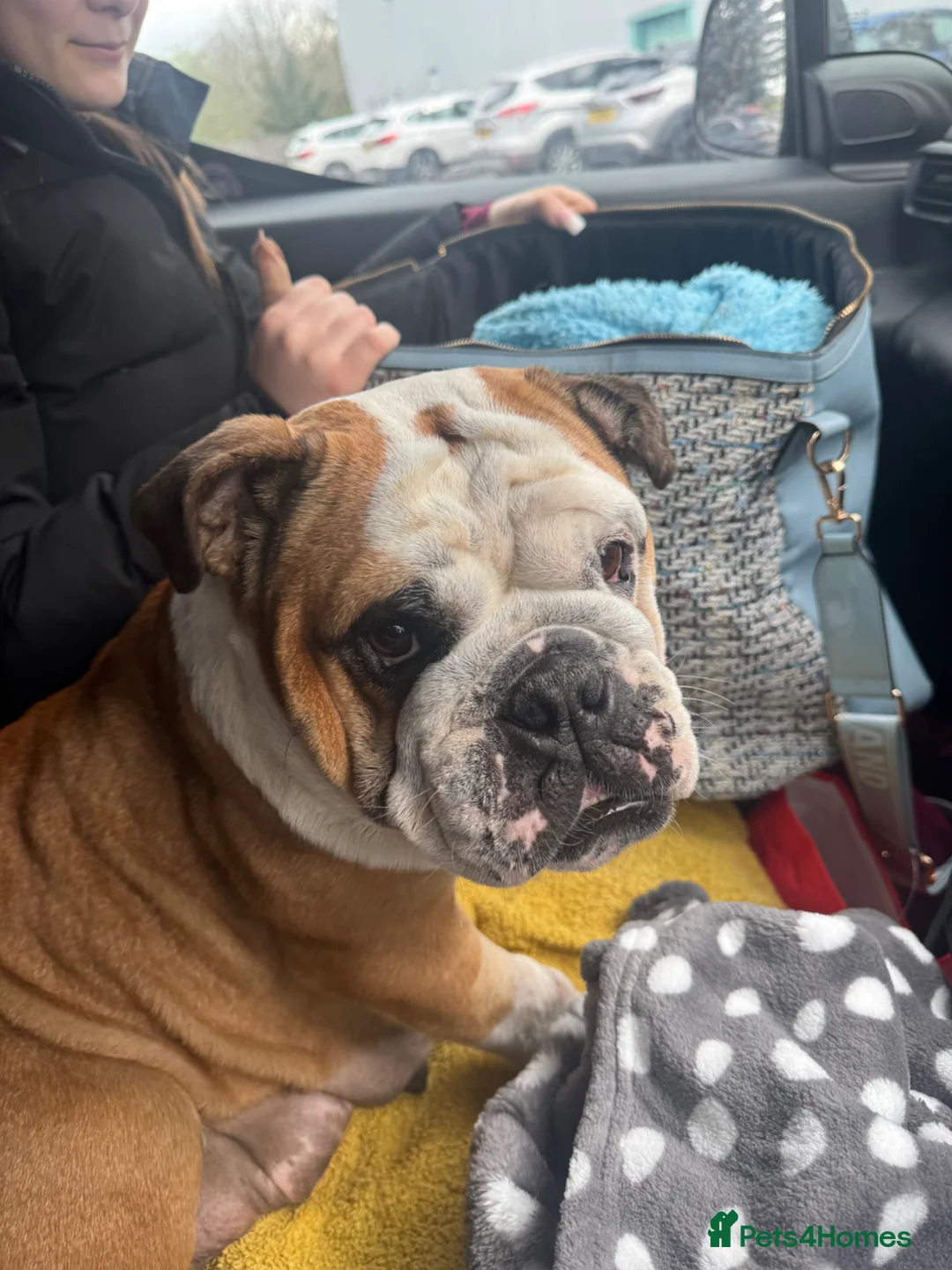 Mixed Breed dogs for sale: Rare Crossbreed Bulldog x Belgian Shepherd Puppies in Swanley - Advert 13