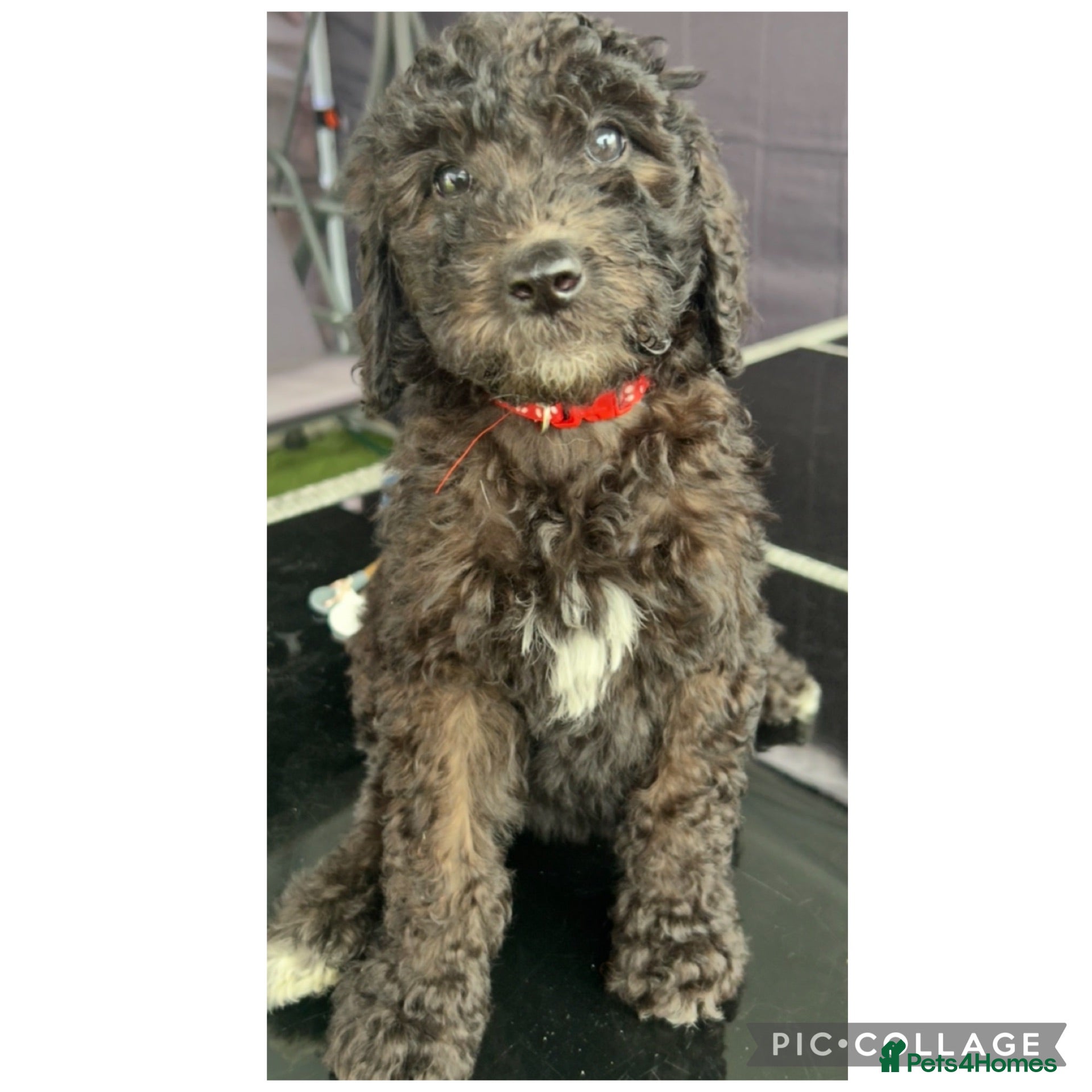 Labradoodle dogs Ready rare silvering f1bb standard labradoodles  - Advert 2