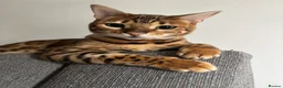 Bengal cats for sale: Bengal cats for sale  - Advert 11