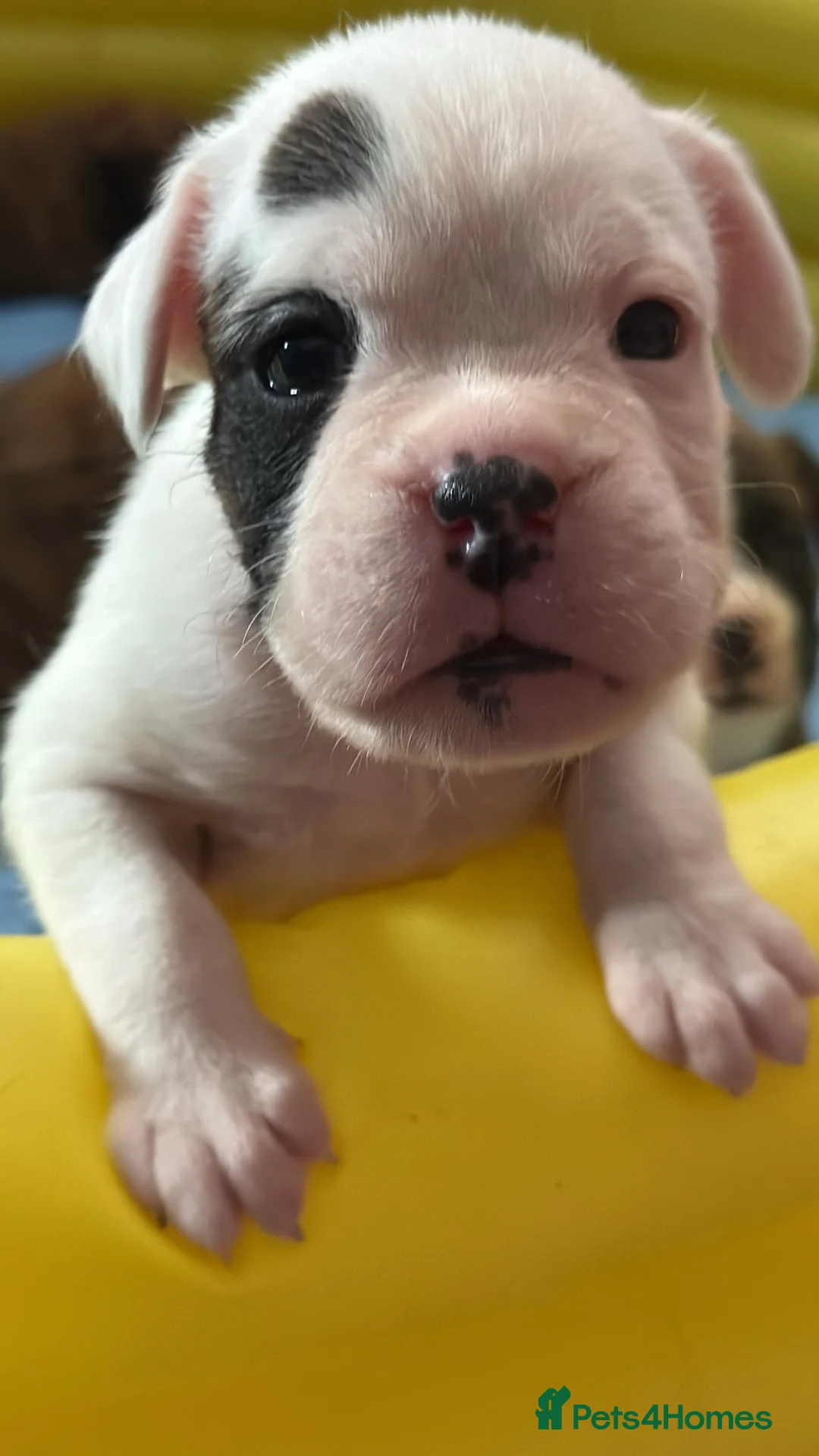 Boxer dogs for sale: KC REG HEART SCORE 0 DM CLEAR BOXER PARENTS - Advert 2