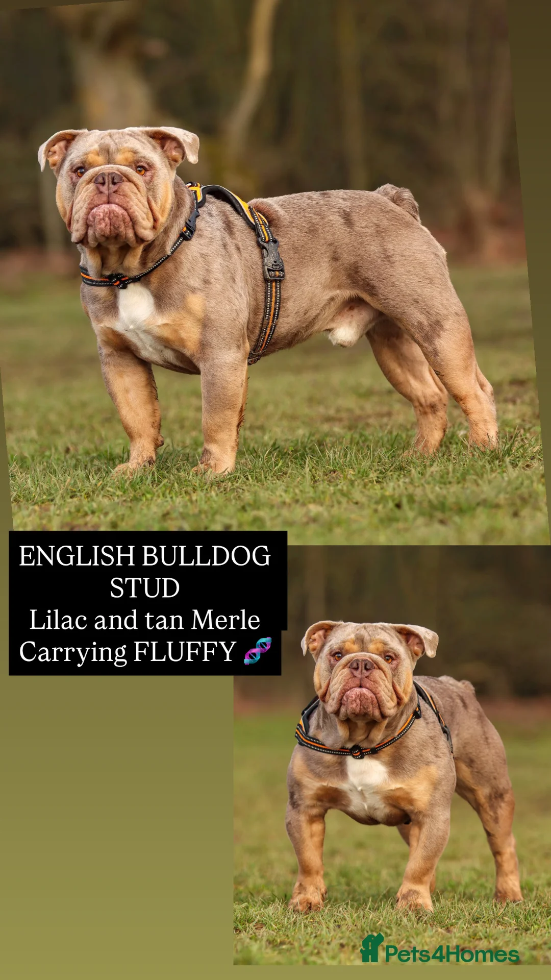 English Bulldog dogs for stud: Lilac tri Merle fluffy L1 carrier - Advert 6