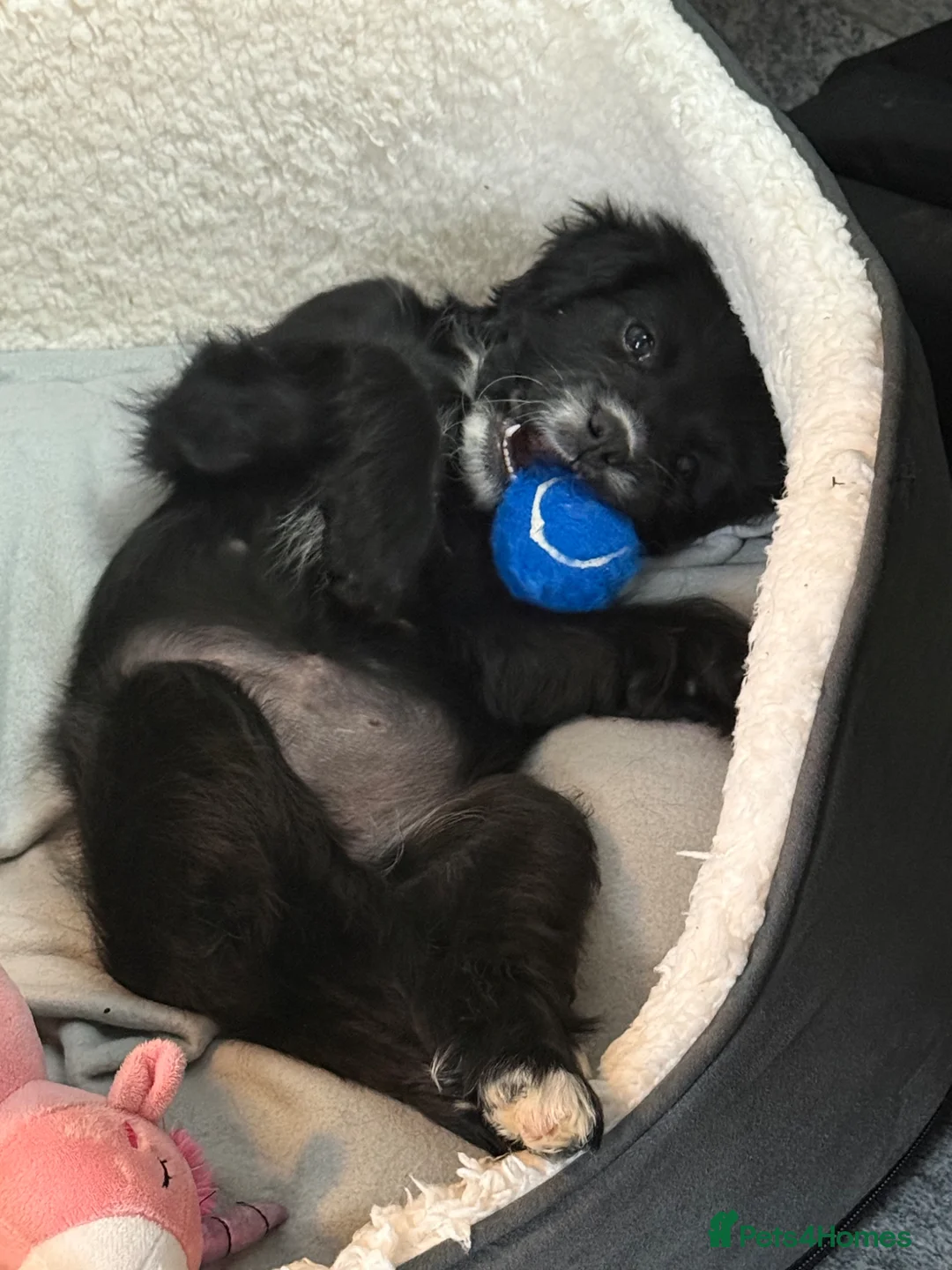 Cockalier dogs for sale:  Beautiful Cockalier little girl  - Advert 6