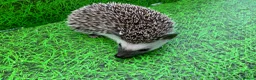 Pygmy Hedgehog rodents for sale: African Pygmy Hedghogs  - Advert 9