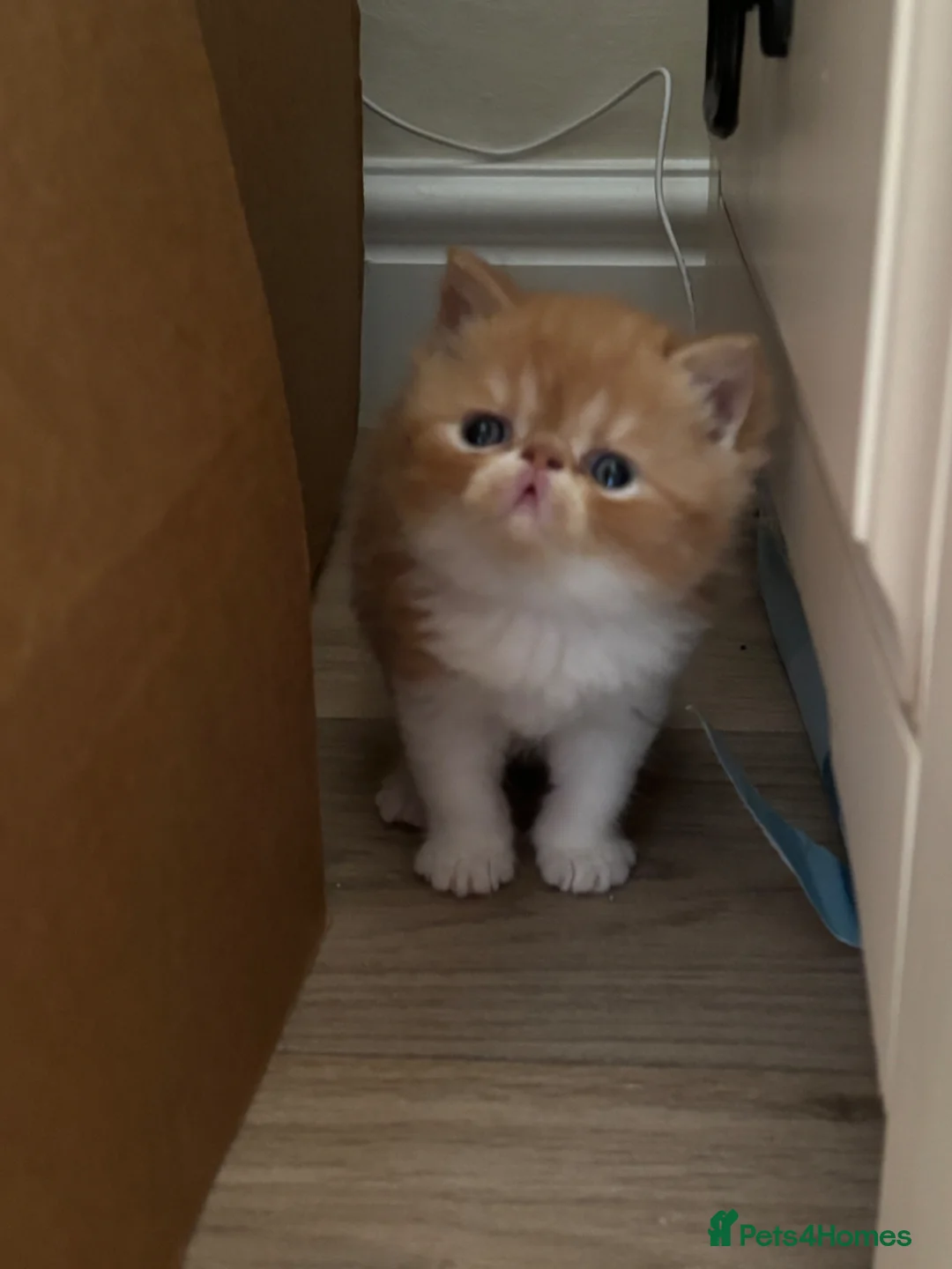 Exotic cats for sale: Stunning exotic and Persians  - Advert 2
