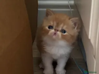 Exotic cats Stunning - Advert 1