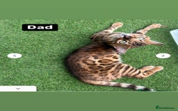 Bengal cats for sale: Beautiful Bengal kitten - Image 7