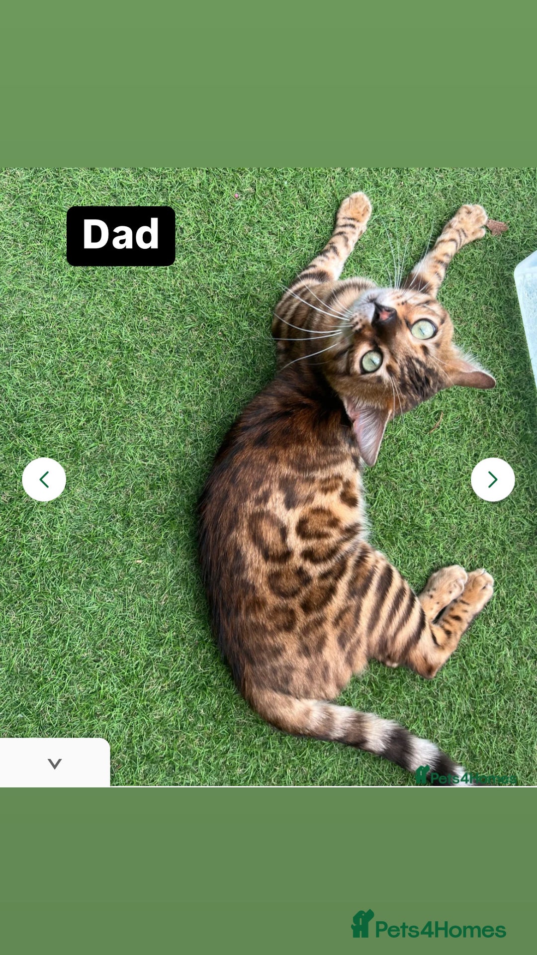 Bengal cats for sale: Beautiful Bengal kitten - Image 7
