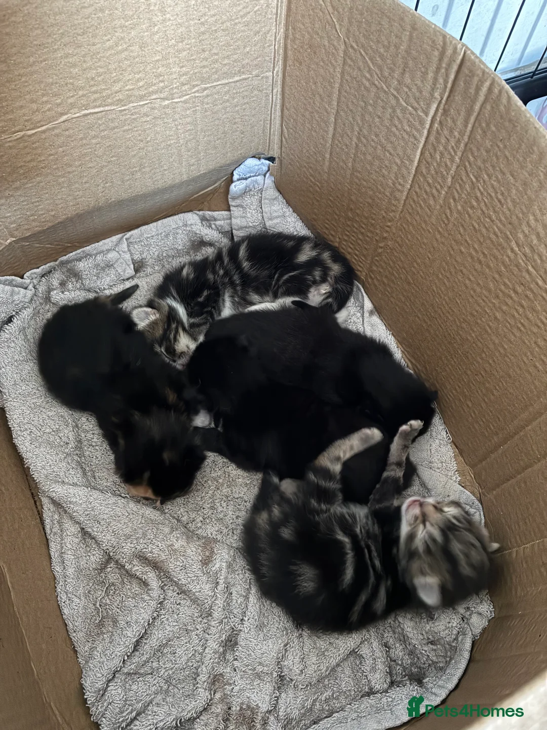 Mixed Breed cats for sale: Kittens for sale  - Advert 4