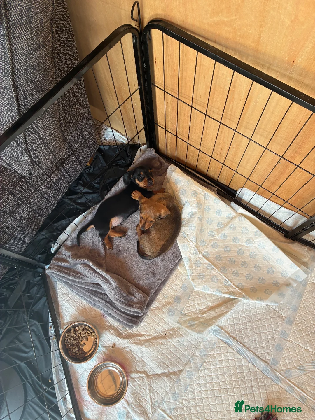 Miniature Dachshund dogs for sale: Miniature Dachshund Puppies - Advert 6
