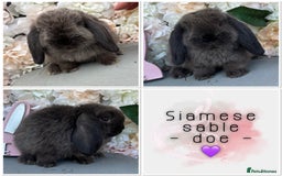 Mini Lop rabbits for sale: 🌟🌟 mini lop babies 🌟🌟 - Image 7