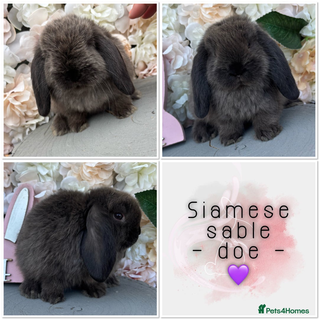 Mini Lop rabbits for sale: 🌟🌟 mini lop babies 🌟🌟 - Image 7