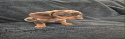 Miniature Dachshund dogs for sale: Miniature Dachshund READY NOW - Advert 11