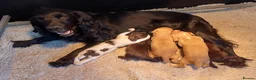 Cocker Spaniel dogs for sale: Working cocker spaniel  in Dumfries - Advert 7