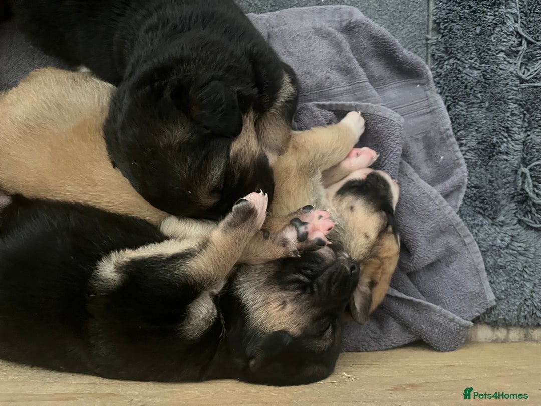 Mixed Breed dogs for sale: Belgian malinois x Anatolian shepherd mix pups 🐶  - Image 3