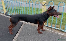 Mixed Breed dogs for sale: Apollo - Image 1