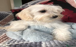 Maltipoo dogs for sale: maltipoo puppies for sale  - Image 5