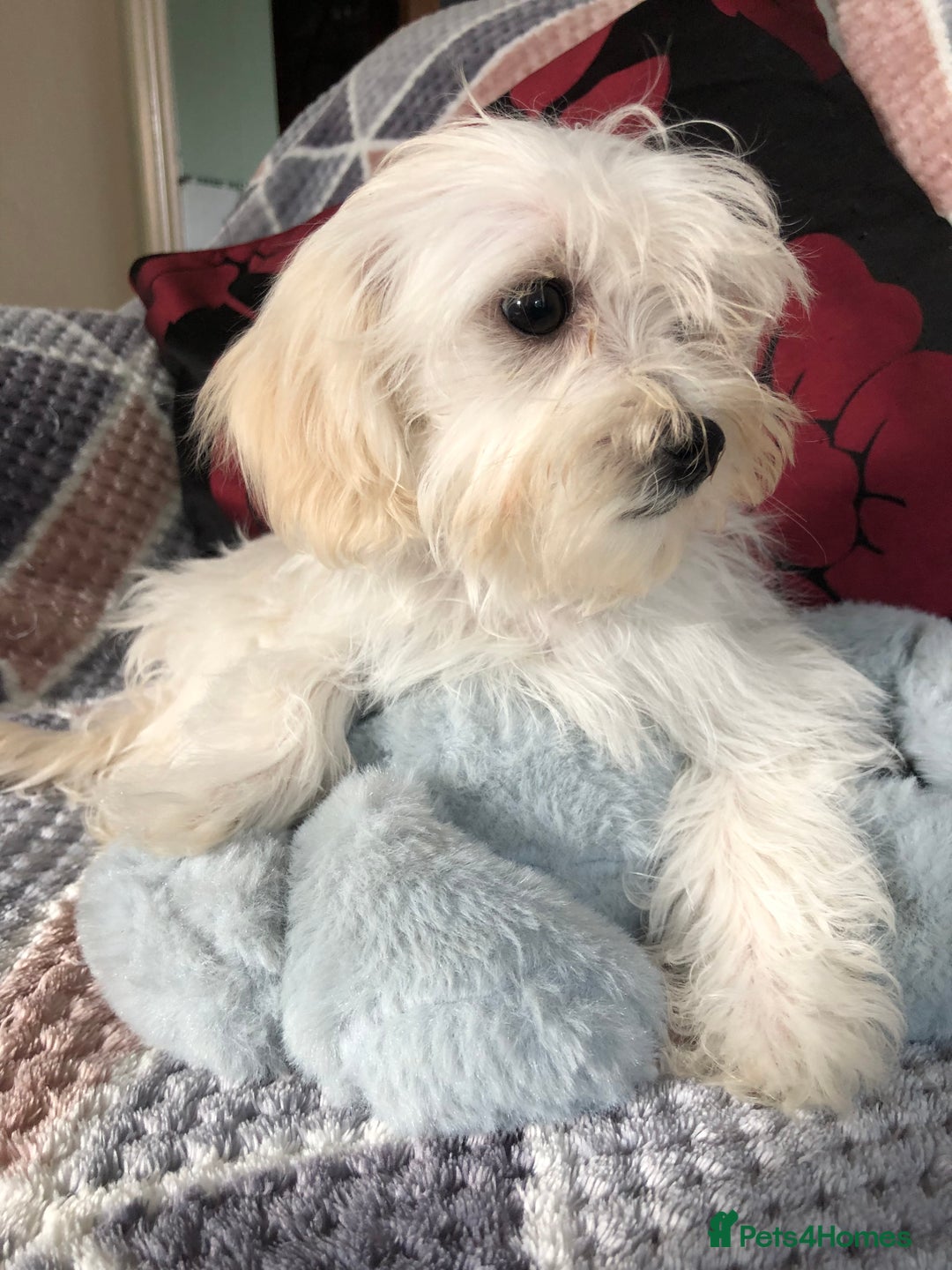 Maltipoo dogs for sale: maltipoo puppies for sale  - Image 5