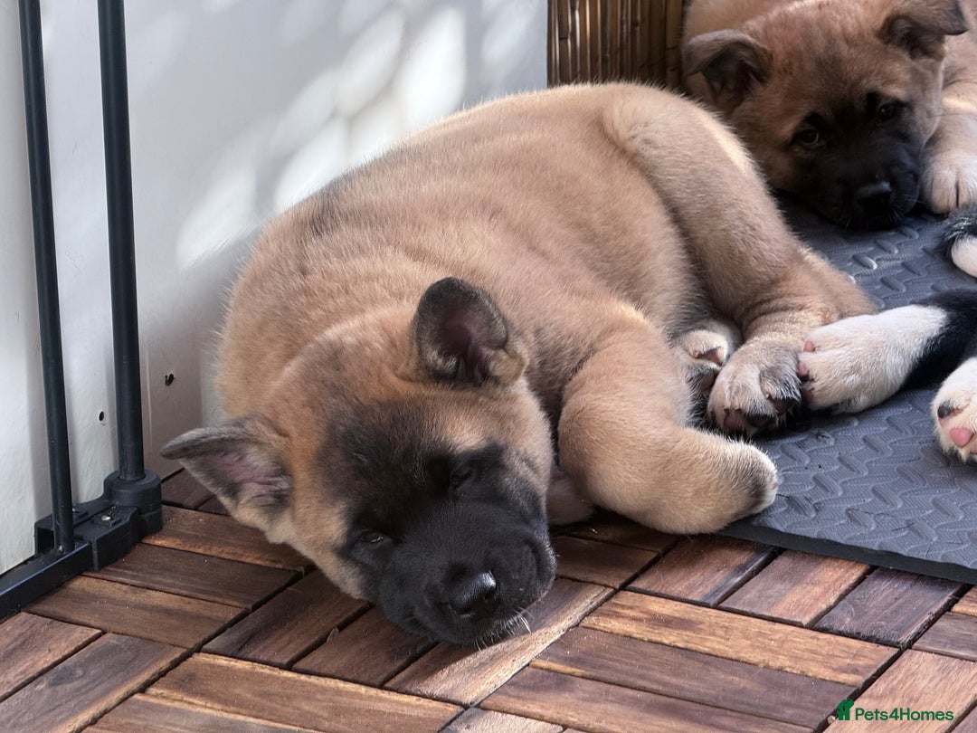 Akita dogs for sale: American Akita puppies - Advert 4