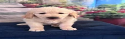 Golden Retriever dogs for sale: Beautiful Golden Retriever puppies - Advert 14