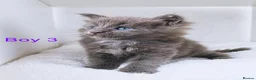 Maine Coon cats for sale: DNA health tested blue maine coon kittens - Advert 20