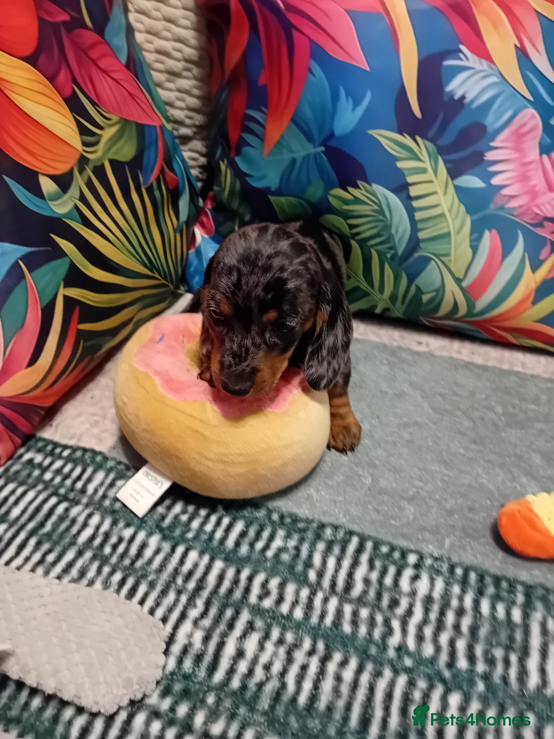 Dachshund dogs for sale: Fab puppies,both mum and dad are our family pet's in Leigh - Advert 2