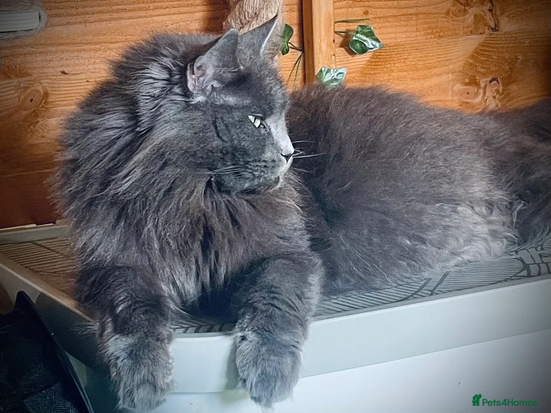 Maine Coon cats for sale: Giant Russian Mainecoons Kittens - Advert 9