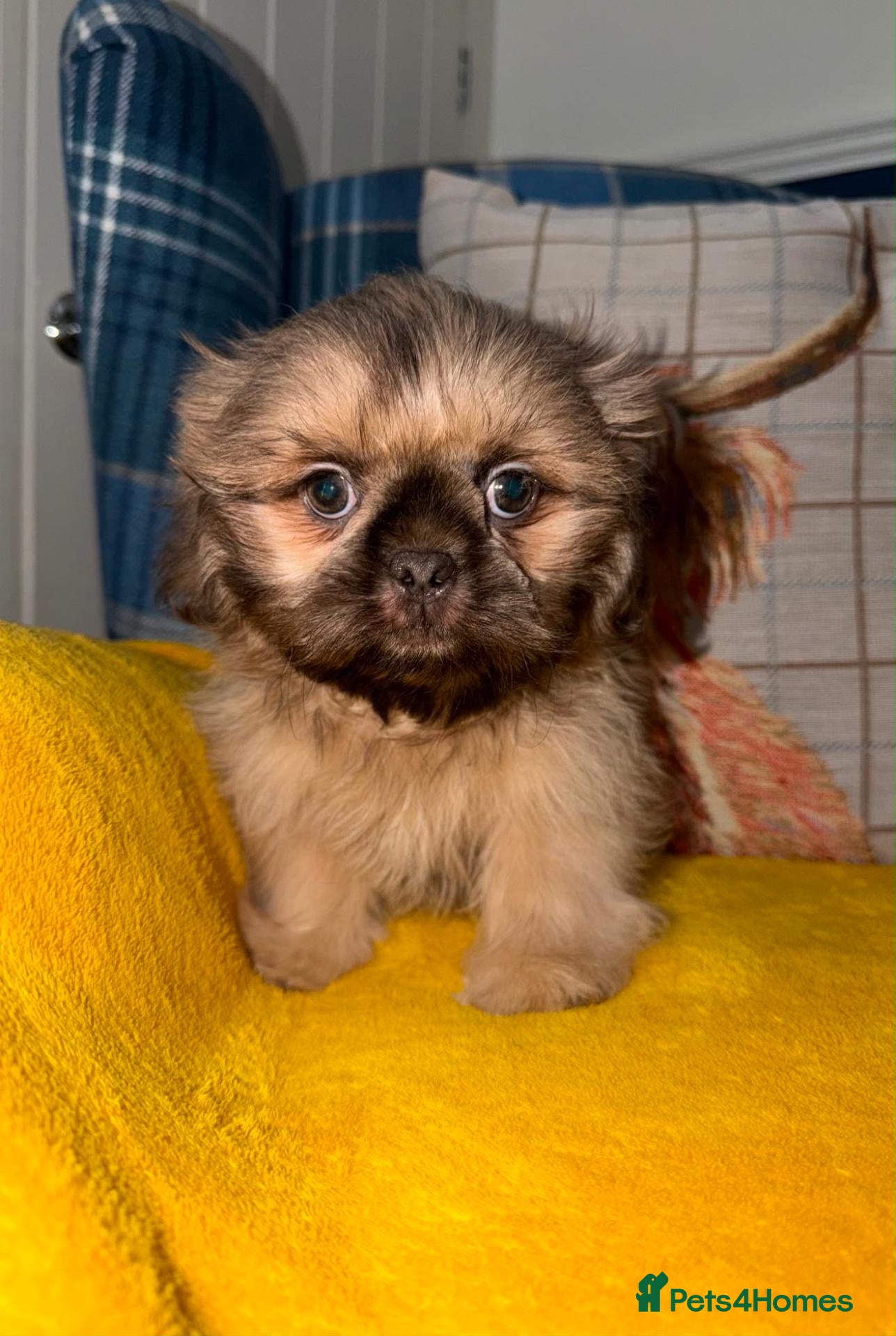 Shih Tzu dogs 💙Two stunning Blue Cream Shih Tzu Boys 💙 - Advert 1