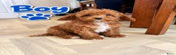 Maltipoo dogs for sale: 🌟🐻 Our five-star Asian Maltipoo teddy bears  - Advert 6