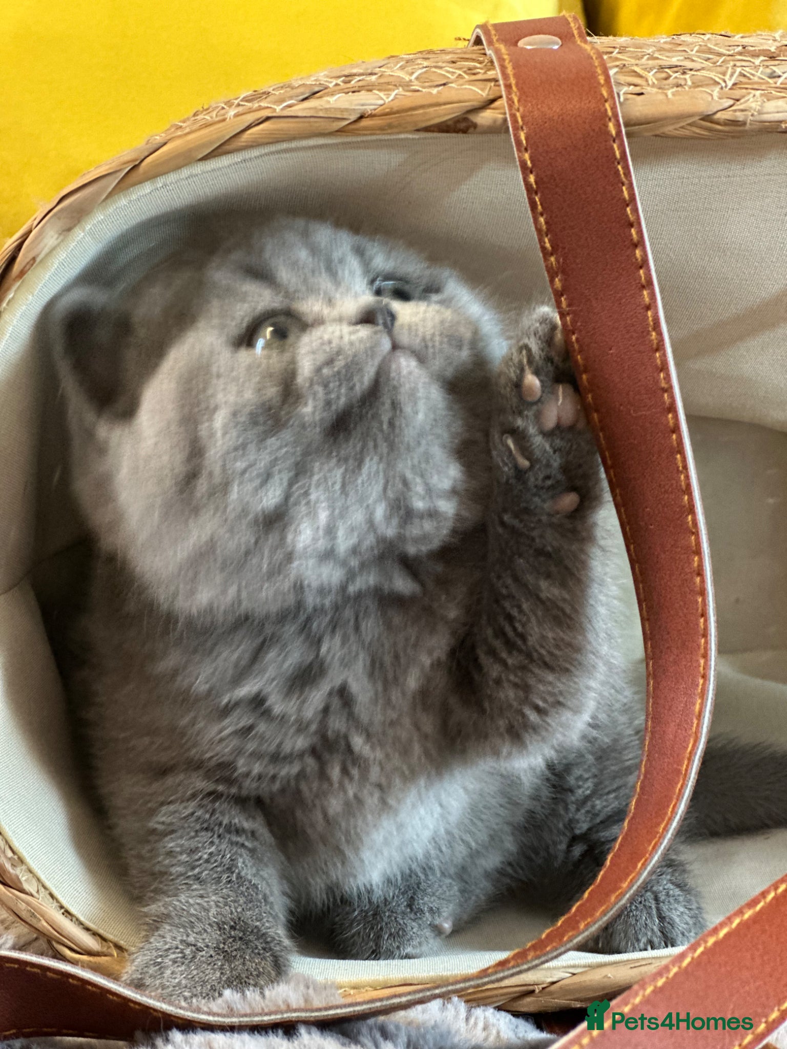 British Shorthair cats Gccf registered kittens  - Advert 2