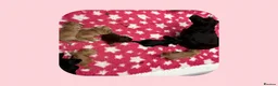 Cocker Spaniel dogs for sale: KC Registered Cocker Spaniels - Advert 13