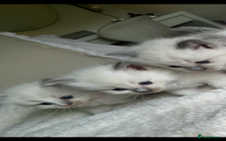 Ragdoll cats for sale: Beautiful Ragdoll kittens - Image 6