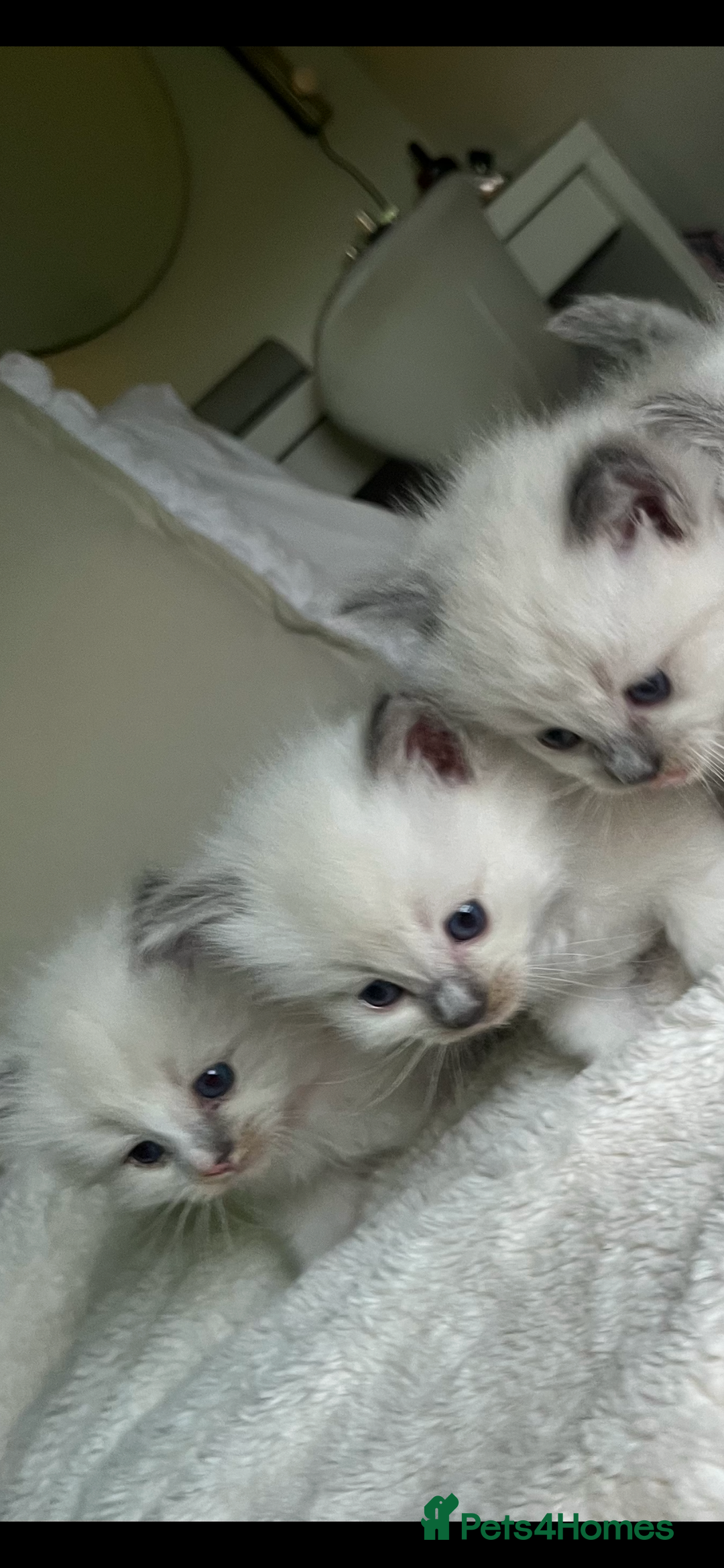 Ragdoll cats for sale: Beautiful Ragdoll kittens - Image 6