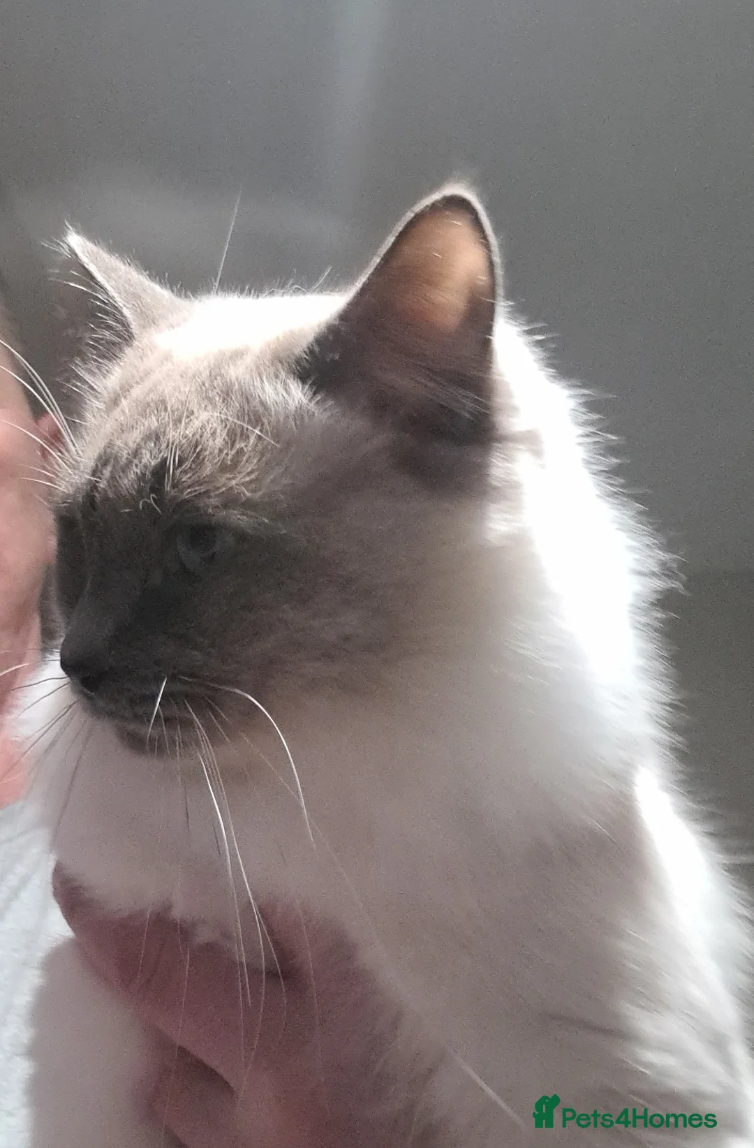 Ragdoll cats for stud: proven ragdoll stud (bluepoint) in Brighouse - Advert 3