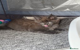 Maine Coon cats for sale: Beautiful TICA registered Maine coon kittens - Image 10