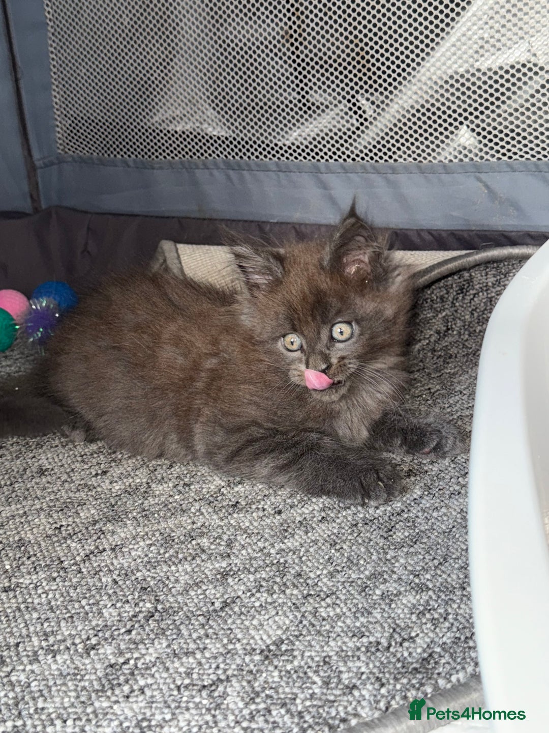 Maine Coon cats for sale: Beautiful TICA registered Maine coon kittens - Image 10