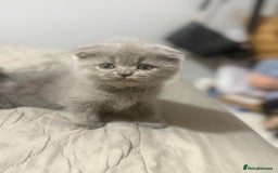 Himalayan cats for sale: 3 kittens Himalayan x Scottish fold Ready now - Image 25