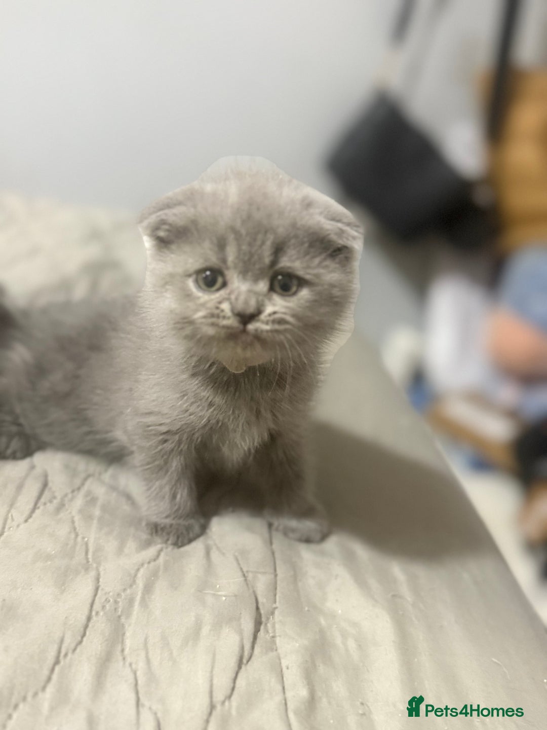 Himalayan cats for sale: 3 kittens Himalayan x Scottish fold Ready now - Image 25