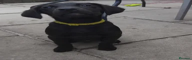 Labrador Retriever 4