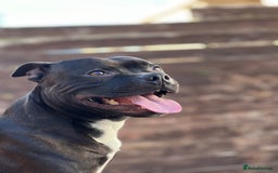 Staffordshire Bull Terrier dogs for stud: PROVEN STUD - Staffordshire Champion Bloodline in Basildon - Image 6