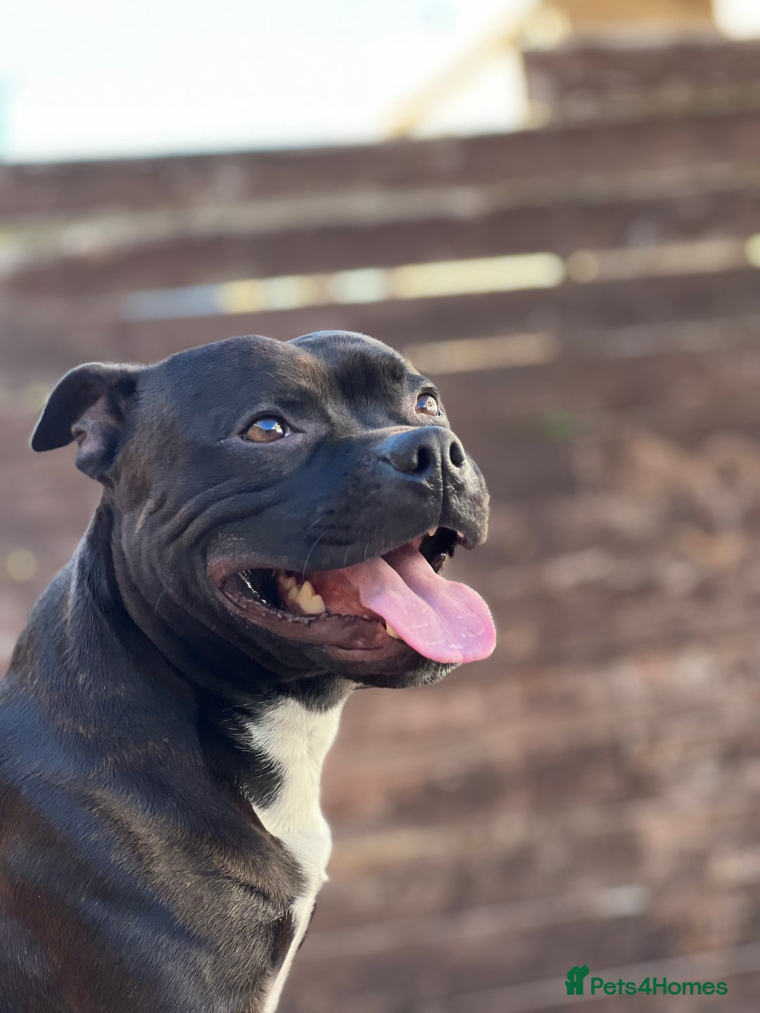 Staffordshire Bull Terrier dogs for stud: PROVEN STUD - Staffordshire Champion Bloodline in Basildon - Image 6