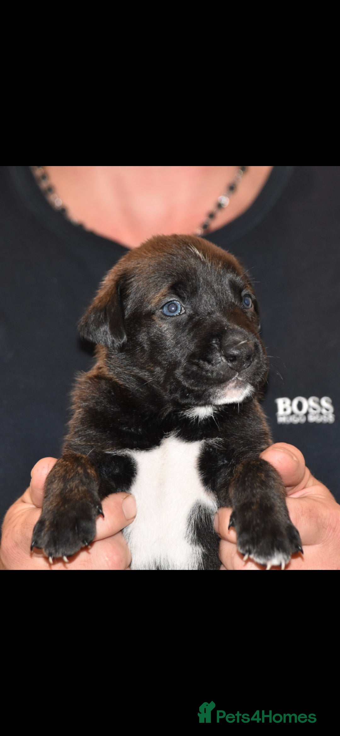 Belgian Shepherd Dog dogs for sale: Exceptional Herders from World-Class Lines - Image 28
