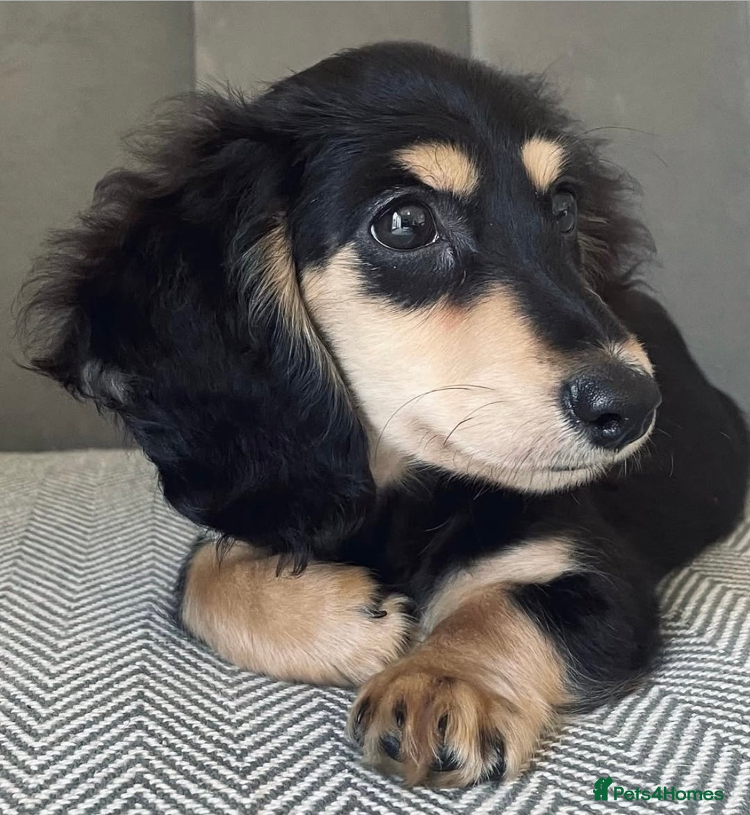 Miniature Dachshund dogs for stud: KC Registered - Health Tested - Proven Stud Dog 🏅 - Advert 13