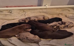 Mixed Breed dogs for sale: Cockerbull Puppies - Image 1