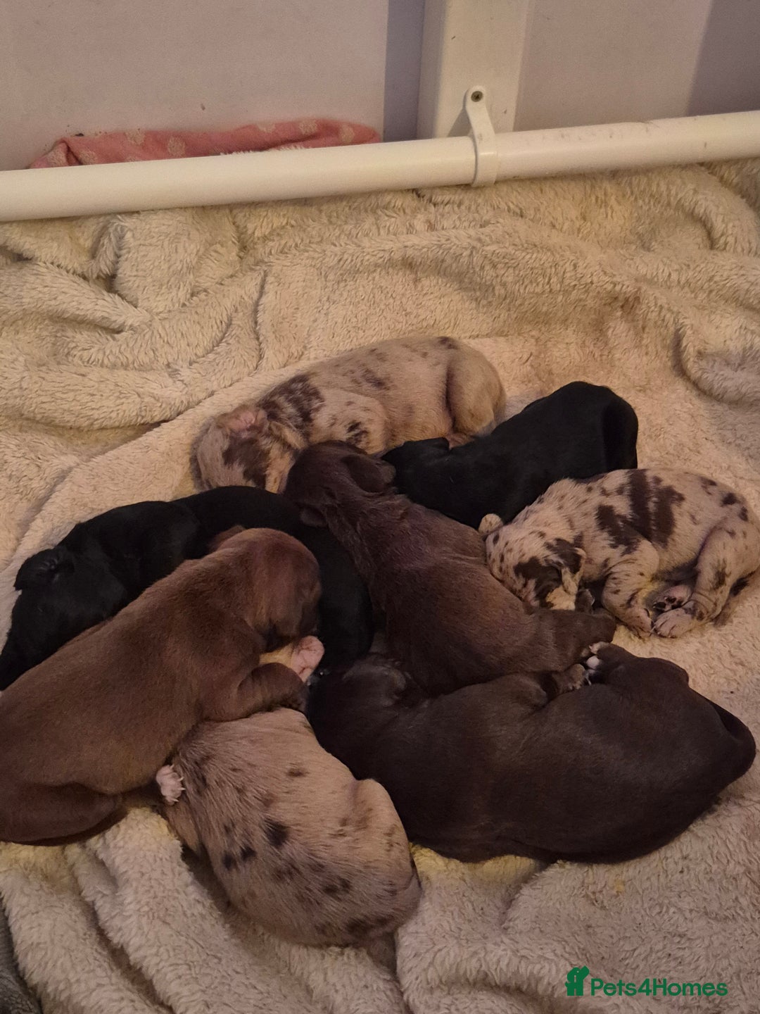 Mixed Breed dogs for sale: Cockerbull Puppies - Image 1