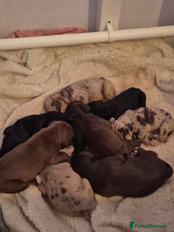 Mixed Breed dogs - Advert 1